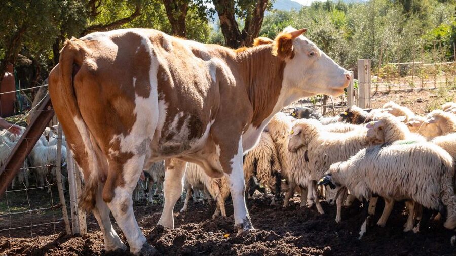 Arzana: Organic product tasting in a farm at sunset - Allergies, dietary requests, and who this works for
