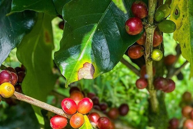 ATV Waterfall & Organic Coffee Farm with Lunch - FAQ
