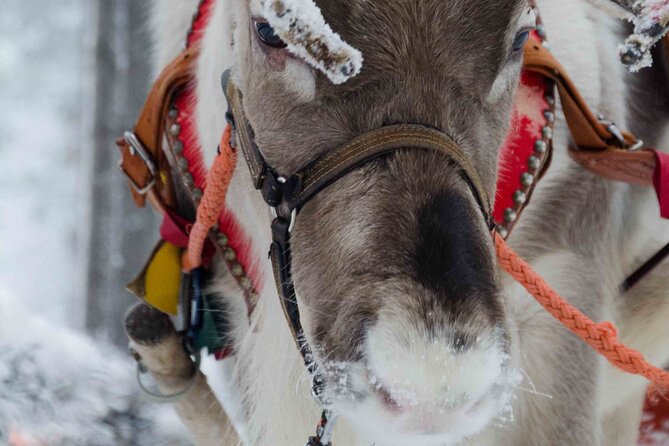Authentic Reindeer Farm Experience in Rovaniemi - Key things to know before you go