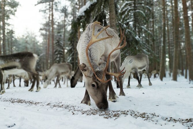 Authentic Reindeer Farm Experience in Rovaniemi - A morning reindeer visit that feels like Lapland routine