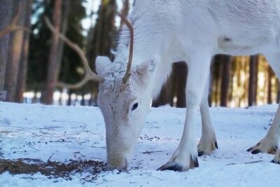 Authentic Reindeer Farm Experience in Rovaniemi - The 400-meter sleigh practice: short, fun, and actually hands-on