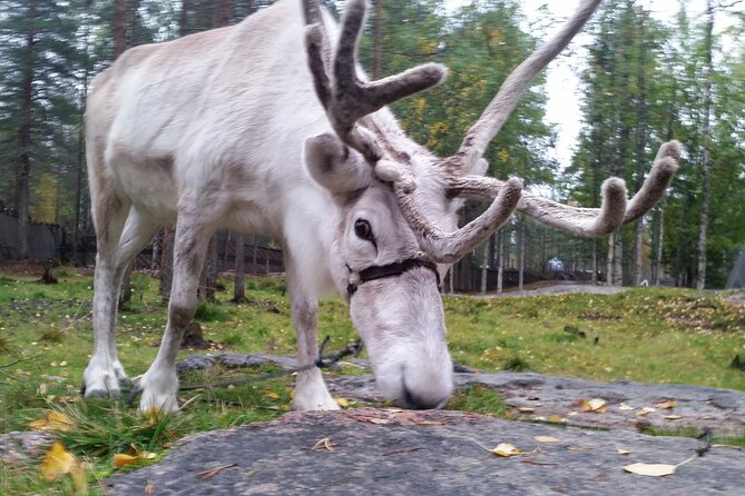 Authentic Reindeer Farm Experience in Rovaniemi - Price and value: $120.15 for two hours that include more than rides