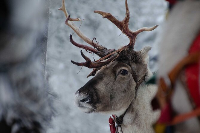 Authentic Reindeer Farm Experience in Rovaniemi - Logistics in Rovaniemi: where you start and how the day runs