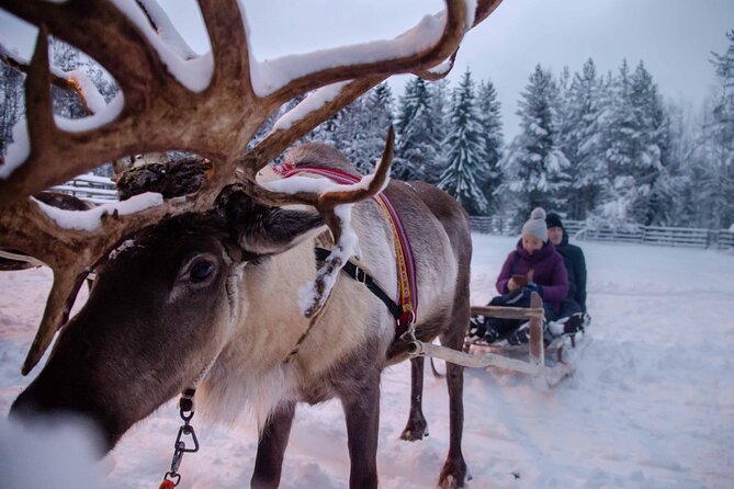 Authentic Reindeer Farm Experience in Rovaniemi - Who this reindeer farm experience suits best