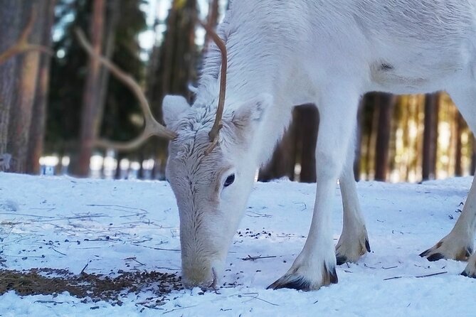 Authentic Reindeer Farm Experience in Rovaniemi - The 400-meter sleigh practice: short, fun, and actually hands-on
