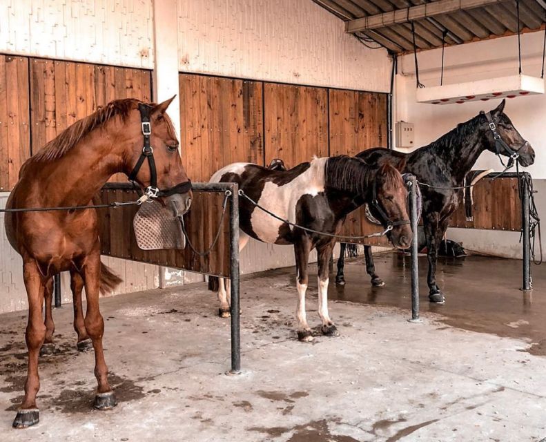 Aveiro: Horseback Riding at a Pedagogical Farm - The timing: where the photo stop fits in
