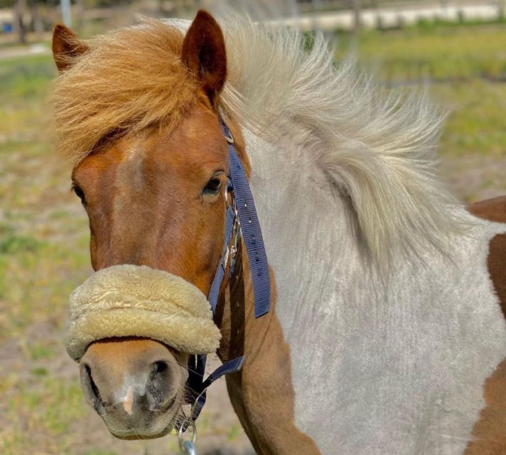 Aveiro: Horseback Riding at a Pedagogical Farm - How to prepare: shoes, clothes, and comfort rules