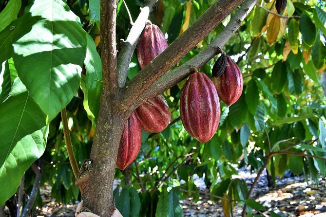 Award Winning Farm Tour: Coffee, Chocolate and Unique Gifts - The gift shop: souvenirs that aren’t an afterthought