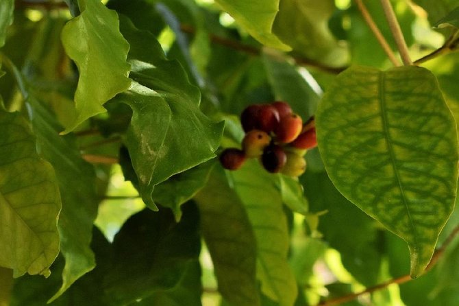 Award Winning Farm Tour: Coffee, Chocolate and Unique Gifts - Practical tips: parking, weather, and what to pack