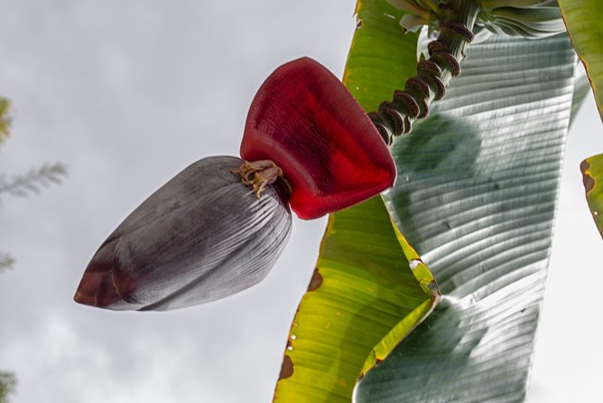 Award Winning Farm Tour: Coffee, Chocolate and Unique Gifts - Final call: should you book this coffee, chocolate, and soap farm tour?