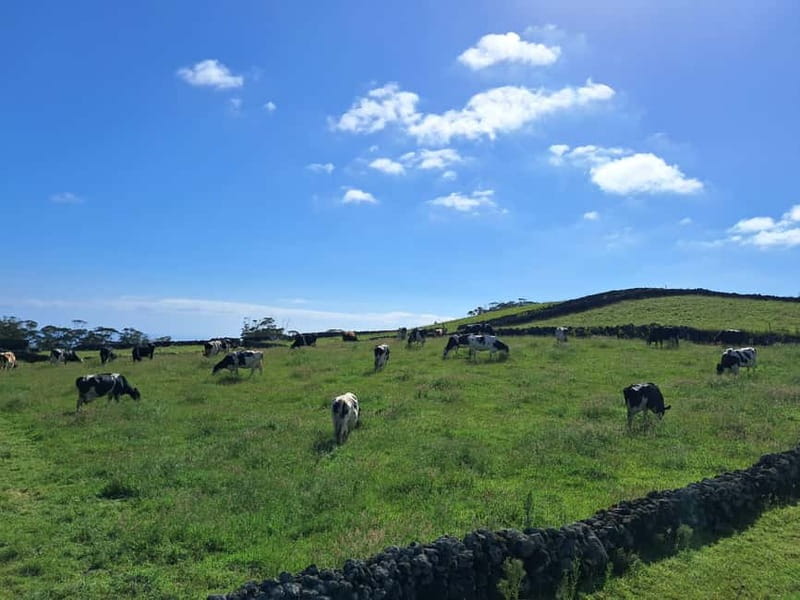 Azores: Dairy Farm Tour - Key highlights worth your time