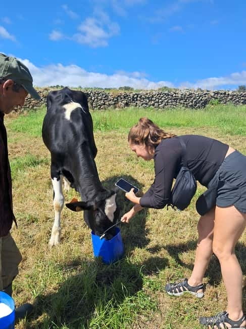 Azores: Dairy Farm Tour - On the farm: meeting the herd like it’s part of the day