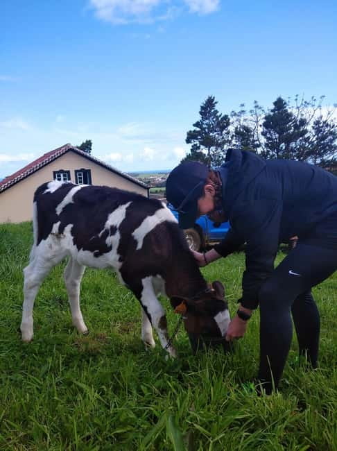 Azores: Dairy Farm Tour - Milking demonstration (and your chance to help)