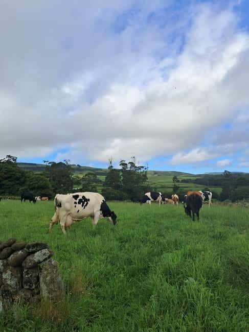 Azores: Dairy Farm Tour - Calves, feeding, and the first weeks of life