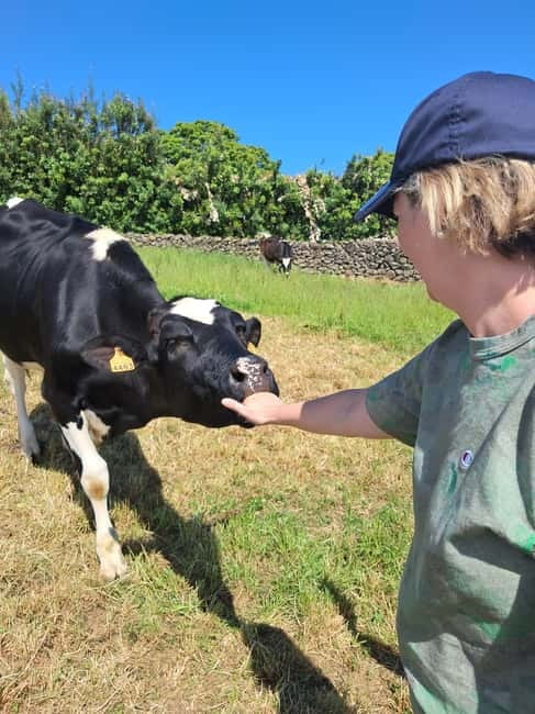 Azores: Dairy Farm Tour - Price and value: what $70 gets you in a half-day