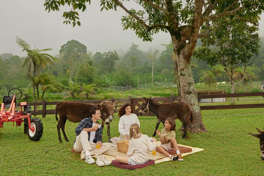 Bali: Farm House Experience with Entry Ticket & Options - Bali Farm House in Pancasari: alpacas, donkeys, and calm countryside views