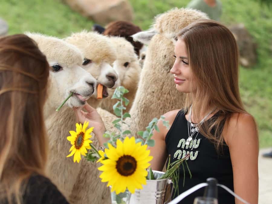 Bali: Farm House Experience with Entry Ticket & Options - Animal encounters with feeding and keeper facts (alpacas and donkeys)