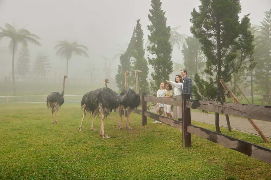 Bali: Farm House Experience with Entry Ticket & Options - Picnic at The Farm: blanket, box meal, and fresh juice in the quiet spots