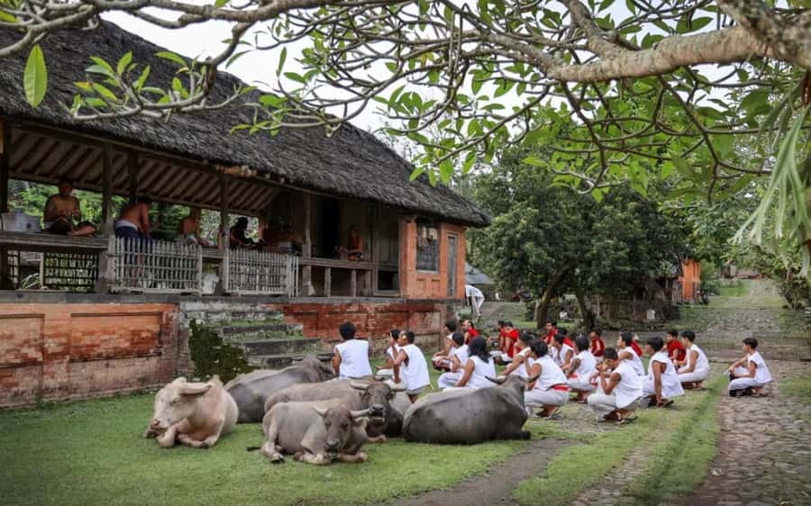 Bali: Traditional Villages, Salt Farm & Tirta Gangga Tour - Key Points That Make This Tour Worth Your Time