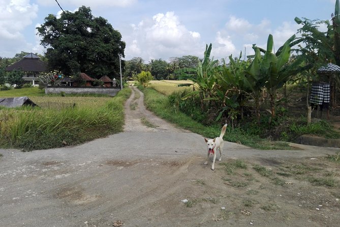 Balinese Cooking Class at Organic Farm - Key Highlights You’ll Care About