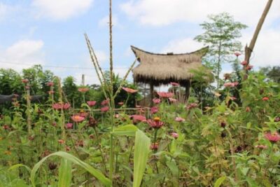 Balinese Cooking Class at Organic Farm - Ubud Pickup and a Small Group (Up to 8–10): What That Means for Your Day