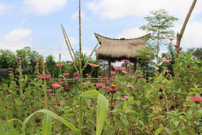 Balinese Cooking Class at Organic Farm - Ubud Pickup and a Small Group (Up to 8–10): What That Means for Your Day