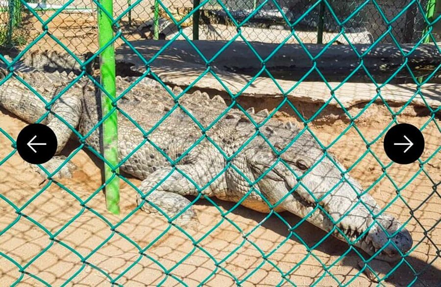 .Beach Horse Riding Turtle Release Crocodile Farm Experience - Key highlights worth marking on your map