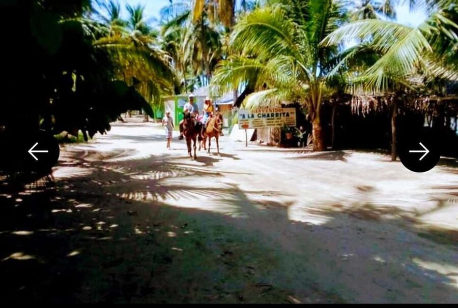 .Beach Horse Riding Turtle Release Crocodile Farm Experience - Who Should Book This Turtle Release and Beach Ride
