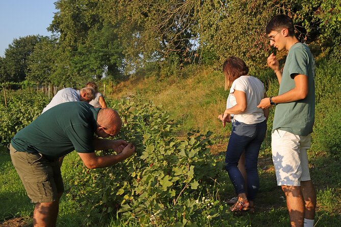 Beekeeping Farm Tour and Tasting Experience in Lazise - Price and group size: what you’re really buying for $46.85