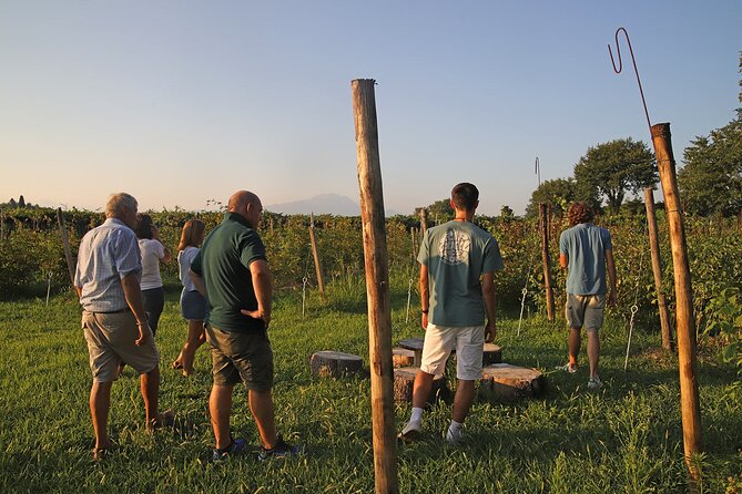 Beekeeping Farm Tour and Tasting Experience in Lazise - Walking a working farm, not a staged set