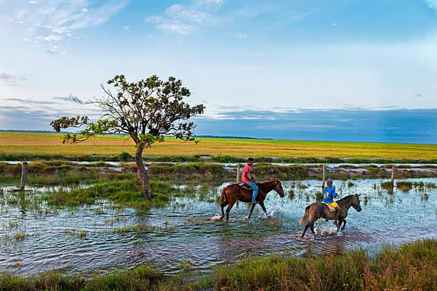 Belém: Marajó Island Day Trip with Buffalo Farm Visit - Should you book this Marajó day trip from Belém?