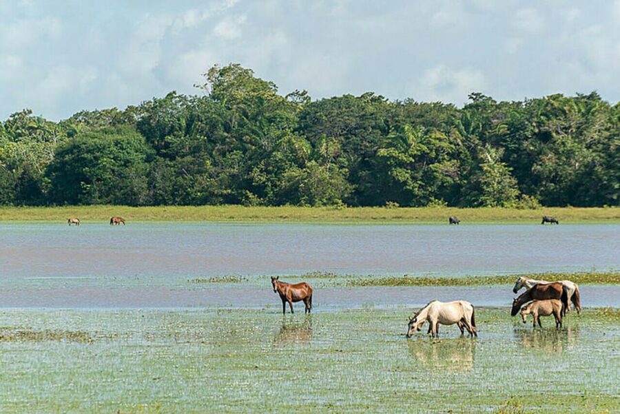 Belém: Marajó Island Day Trip with Buffalo Farm Visit - Beaches on Marajó: where the day turns from boat to relaxation