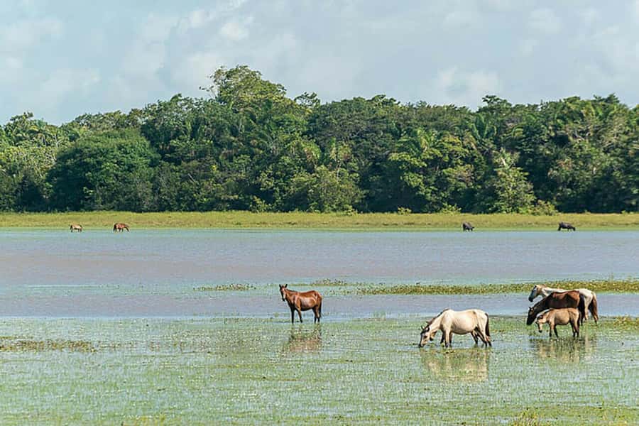 Belém: Marajó Island Day Trip with Buffalo Farm Visit - Timing and what makes this a long day (in a good way)