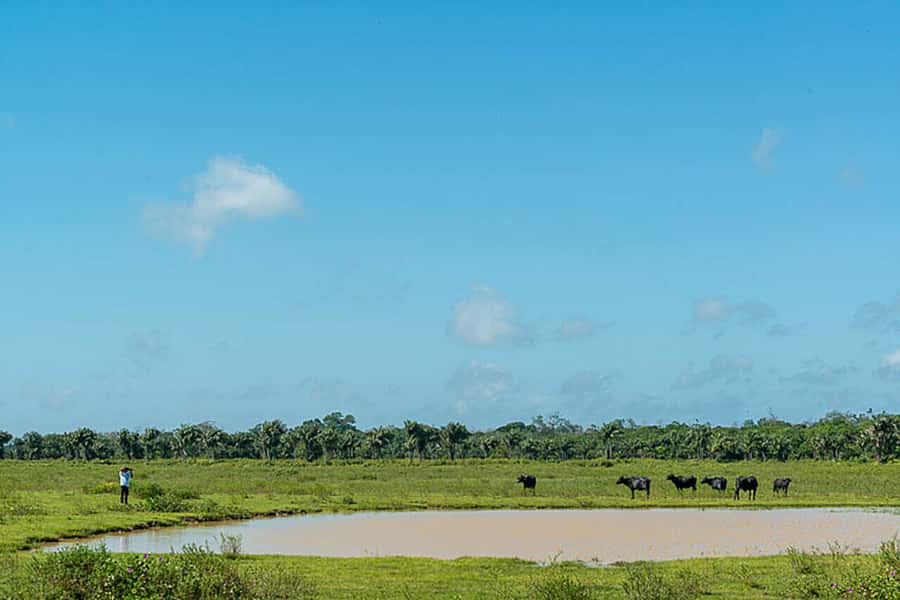 Belém: Marajó Island Day Trip with Buffalo Farm Visit - Money and value: what the $160 covers, and where extra costs can pop up
