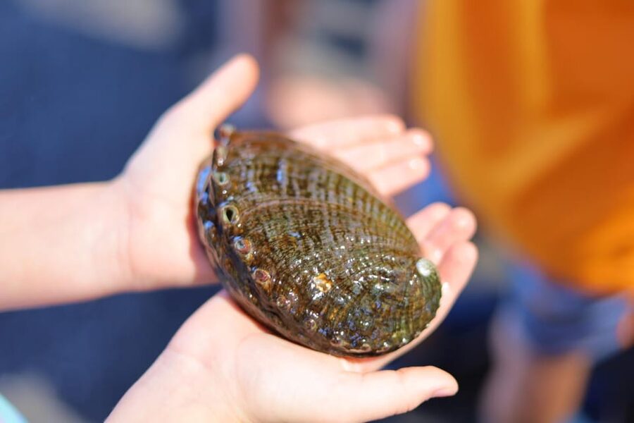 Big Island: Abalone Farm Guided Tour with Tasting - Touching Abalone: The Hands-On Moment You’ll Remember