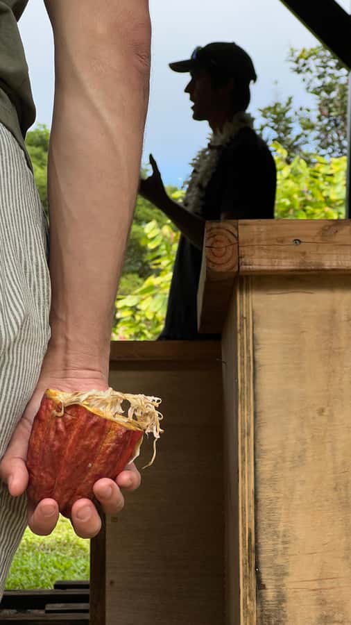 Big Island Hawaii: Craft Chocolate Tasting and Farm Tour - Orchard Walk: From Cacao Tree to Pod