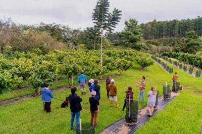 Big Island Hawaii: Craft Chocolate Tasting and Farm Tour - The Elevated Tasting Room: Where the Lesson Starts