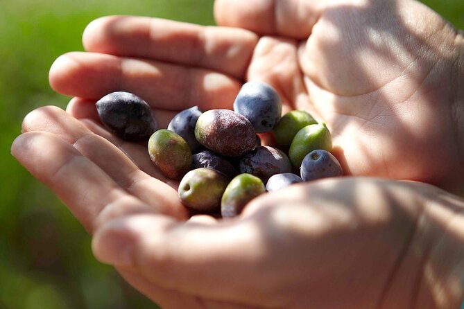 Bio Farm Private Olive Oil Tasting, Farm to Fork Meal & Temple of Poseidon Tour - Who should book this bio farm and Poseidon mix