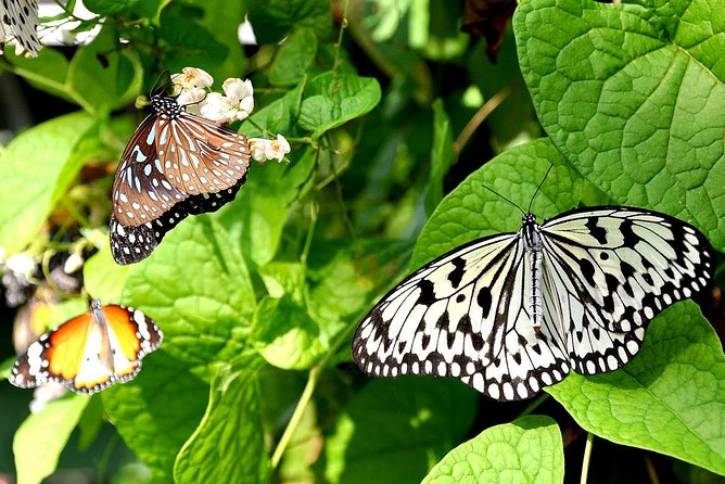 Bird Park & Butterfly Farm Nature Include All Entrance Tour From Kuala Lumpur - Quick hits before you visit
