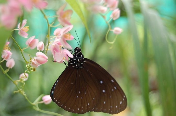 Bird Park & Butterfly Farm Nature Tour From Kuala Lumpur - Key points worth knowing before you go
