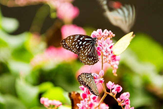 Bird Park & Butterfly Farm Nature Tour From Kuala Lumpur - Pickup, Driver, and Comfort: The Logistics That Matter