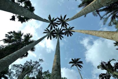 Boti Falls, Umbrella Rock, Aburi Gardens & Cocoa Farm Day Tour - Boti Falls and the Pawnpawn River: when twin waterfalls steal the show