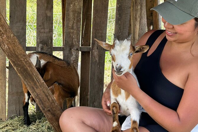 Bottle Feed & Cuddle Baby Goats at Ohana Ranch (Big Island) - Key things to know before you go