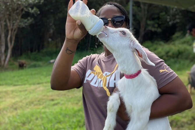 Bottle Feed & Cuddle Baby Goats at Ohana Ranch (Big Island) - Meet Ohana Ranch: a Mountain View farm break on the Big Island