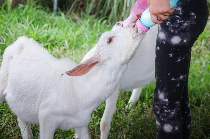Bottle Feed & Cuddle Baby Goats at Ohana Ranch (Big Island) - Bottle-feeding and cuddling baby goats: where the magic happens