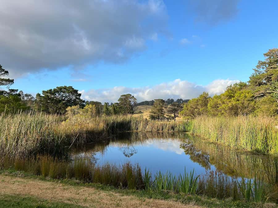 Bowral Honey Farm Tour, Honey Tasting & morning Tea - The guided tour around the hives: seeing bee life at a working apiary