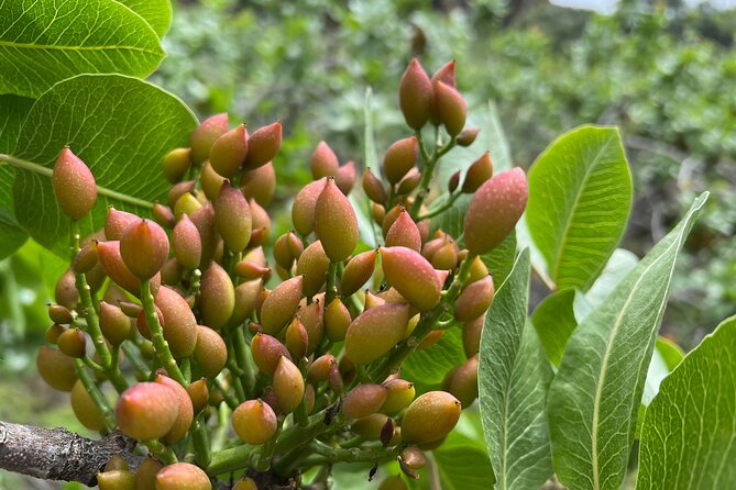 Bronte Pistachio Farm Tour and Lunch with Farmer - Value Check: Is $288.63 Worth It?