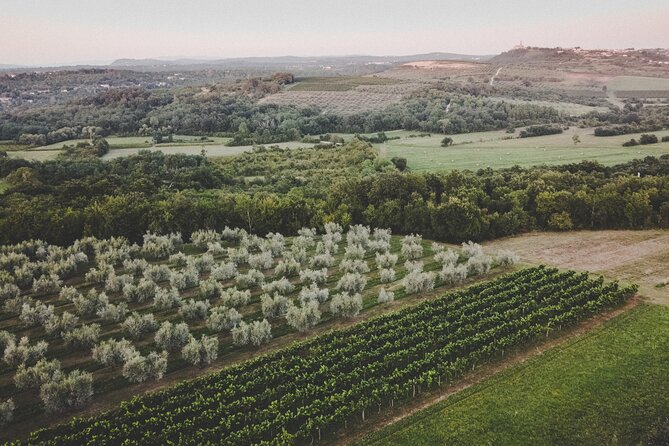Buje: Authentic Istrian family farm, guided walk, foods & wine - Price and Value: What You’re Really Paying For