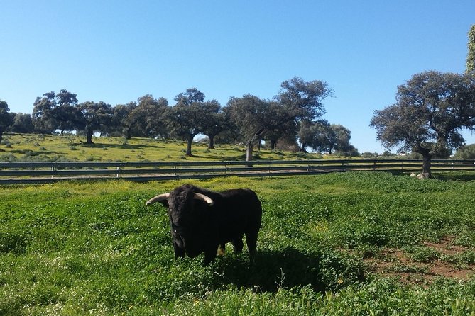 Bull Breeding Farm: Guided Half-Day Tour from Seville - Key highlights at a glance