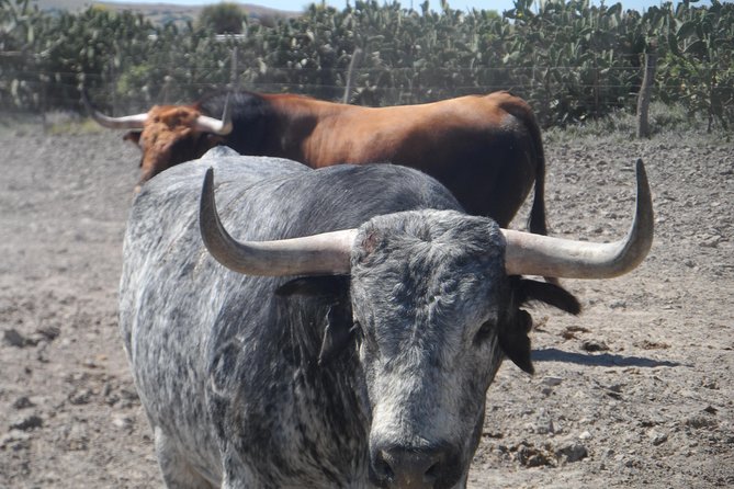 Bull Breeding Farm: Guided Half-Day Tour from Seville - A working bull ranch outside Seville: what you’re really signing up for